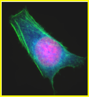 fluorescence microscope image